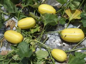 菜瓜最新事件爆料,揭秘背后惊人真相 第1张 菜瓜最新事件爆料,揭秘背后惊人真相 第1张